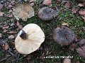 Lactarius necator-amf1120